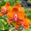 [Bare-root]Phal Miro Curry 米羅咖哩 [Wishlist]