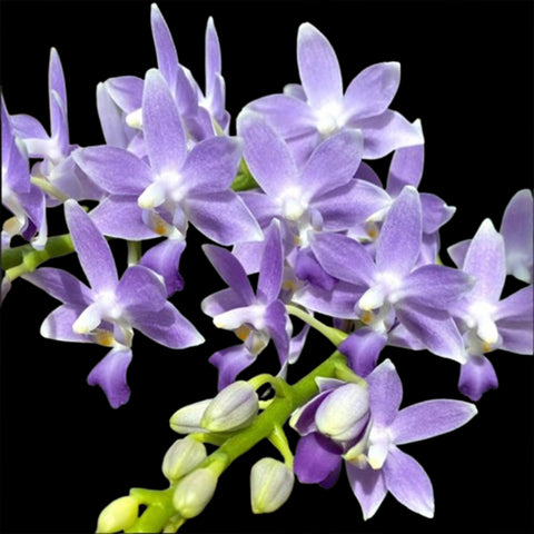 [Bare-root] Phal. Summer Rose 'Blue Star' 藍星 [Wishlist]
