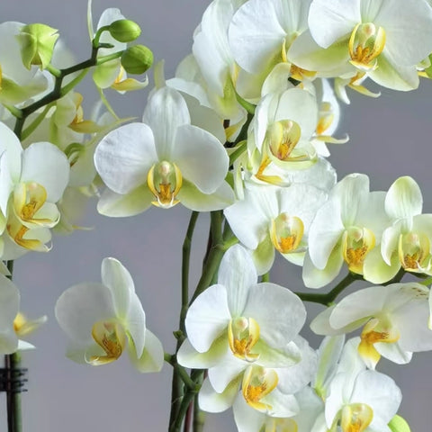 [Bare-root]Phalaenopsis Bellissimo 洛桑 [Wishlist]