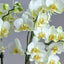 [Bare-root]Phalaenopsis Bellissimo 洛桑 [Wishlist]