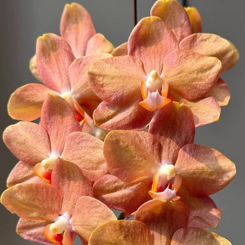 [Bare-root]Phal. Wisconsin 威斯康星 [Wishlist]