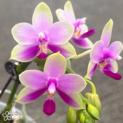 [Bare-root]Phal. San-Ho Fragrant Butterfly 三和小香蝶 [Wishlist]