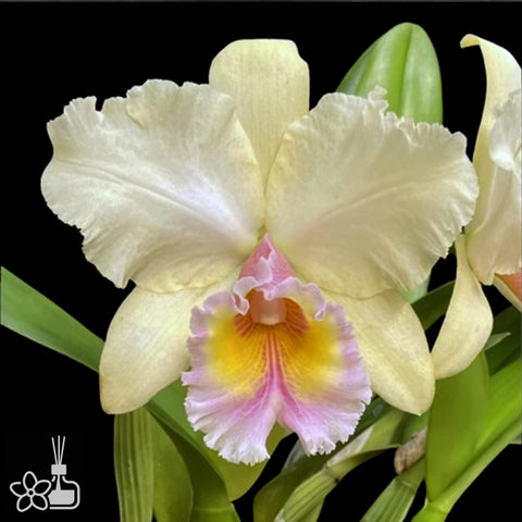 [Bare-root]Blc George King 'Southern Cross' 黃喬治國王 [Nov Special Preorder]