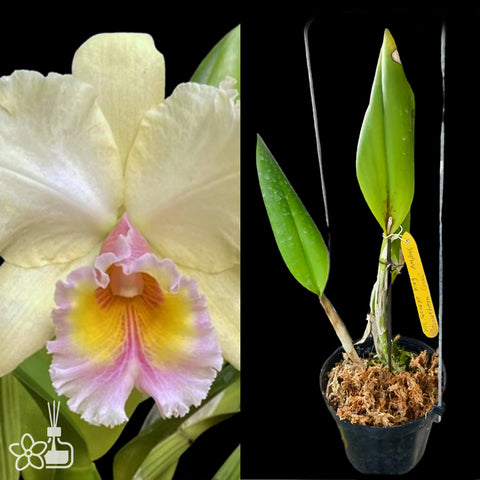[Bare-root]Blc George King 'Southern Cross' 黃喬治國王 [Nov Special Preorder]