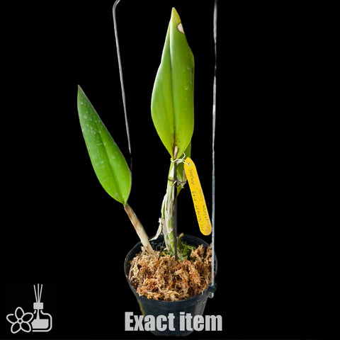 [Bare-root]#Division# Blc George King 'Southern Cross' 黃喬治國王 [Nov Special Preorder]