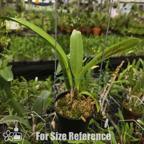 [Bare-root]Laelia tenebrosa aurea [Nov Special Preorder]