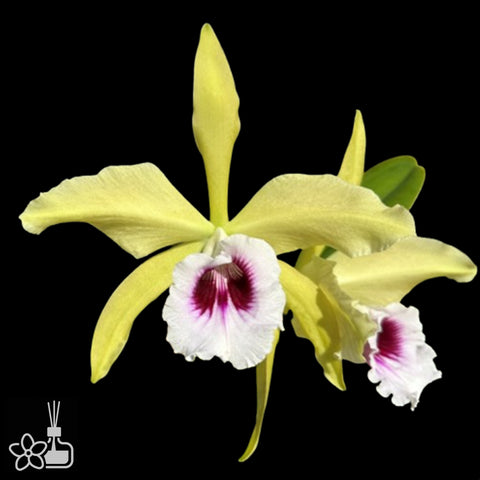 [Bare-root]Laelia tenebrosa aurea [Nov Special Preorder]