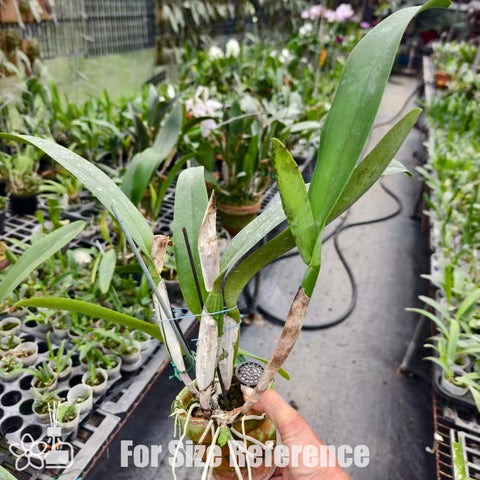 [Bare-root]C. schroederae 舒羅 ‘4N X Pink’ [Nov Special Preorder]