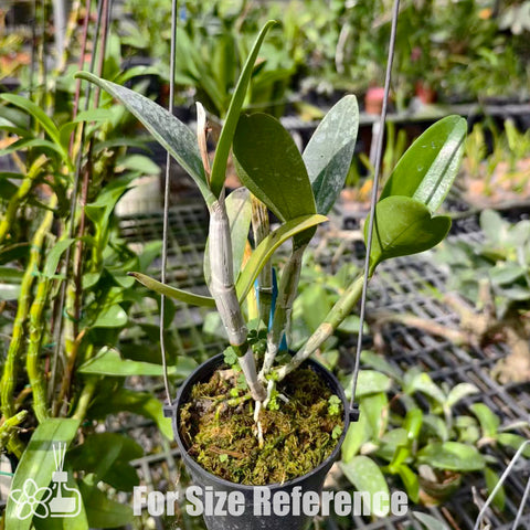 [Bare-root]C. violacea suavissima 'Coronet' [Nov Special Preorder]