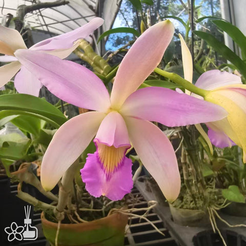 [Bare-root]C. violacea suavissima 'Coronet' [Nov Special Preorder]