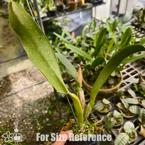 [Bare-root]Cattleya warneri coerulea FCC/AOS [Nov Special Preorder]