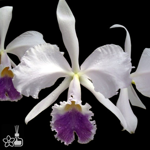 [Bare-root]Cattleya warneri coerulea FCC/AOS [Nov Special Preorder]