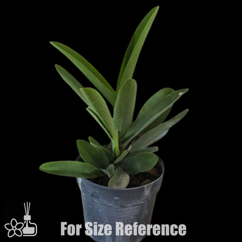 [Bare-root]Cattleya maxima 'Tall' 高馬 [Nov Preorder 25]