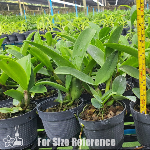 [Bare-root] Cattleya violacea f. coerulea 藍女神 [Nov Preorder 25]