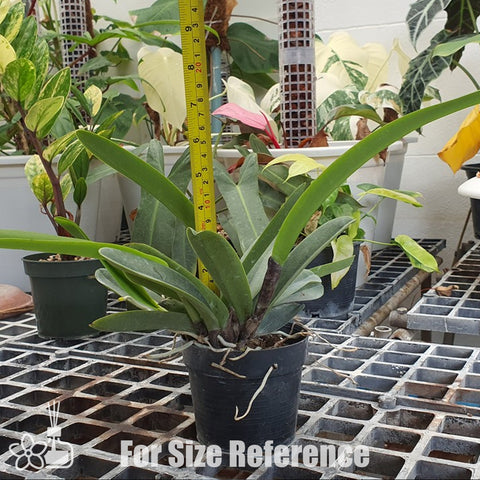 [Bare-root] Cattleya maxima f. alba 白馬 [Nov Preorder 25]