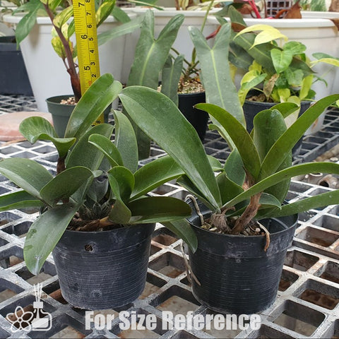 [Bare-root] Cattleya violacea 'Lea' AM/AOS x 'Muse' FCC/AOS 利亞女神 [Nov Preorder 25]