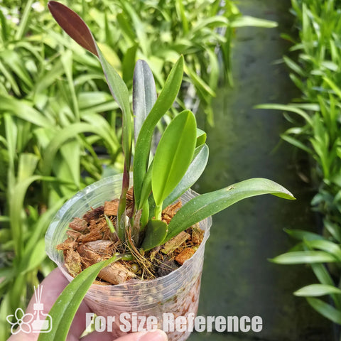 [Bare-root] #Mini Cattleya# Blc. Hearts Queen 紅心皇后 [Nov in stock]