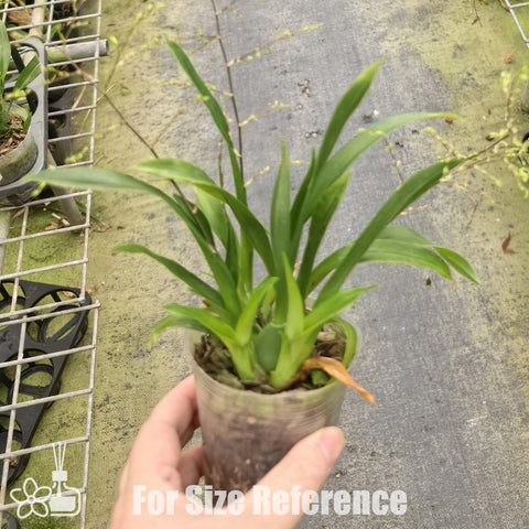 [Bare-root]Oncidium Twinkle "Pink Profusion" 粉鮭魚 [Nov in stock]