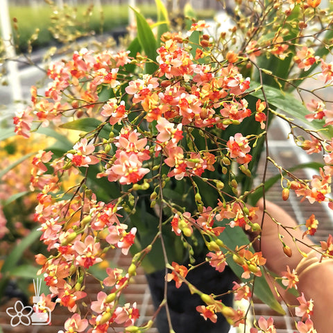 [Bare-root]Oncidium Twinkle "Pink Profusion" 粉鮭魚 [Nov in stock]