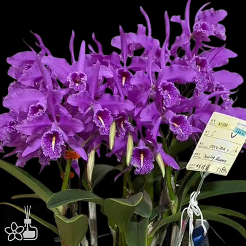 [Bare-root]#Division# C. maxima 'Dancing Queen' [Nov Special Preorder]