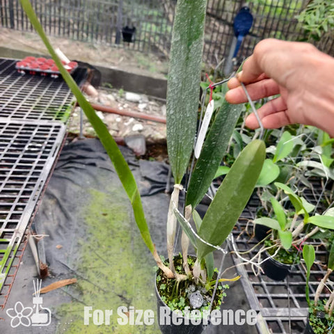 [Bare-root]C.purpurata werkhauseri-estriata x self 灰藍火 [Nov Special Preorder]