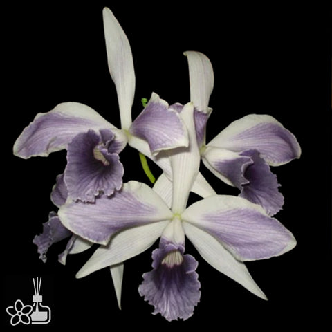 [Bare-root]C.purpurata werkhauseri-estriata x self 灰藍火 [Nov Special Preorder]