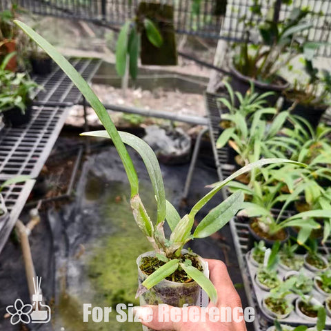 [Bare-root]C. mossiae coerulea x sib 藍莫西 'Scotch Mist x 2019-5' [Nov Special Preorder]