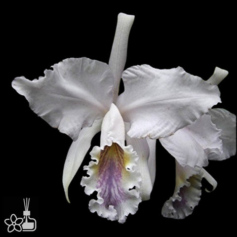[Bare-root]C. mossiae coerulea x sib 藍莫西 'Scotch Mist x 2019-5' [Nov Special Preorder]