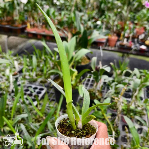 [Bare-root]C.purpurata f. carnea x sib ('2010-1 Big Lip' x 'Cherry New') [Nov Special Preorder]