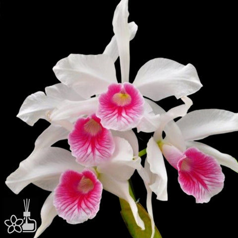 [Bare-root]C.purpurata f. carnea x sib ('2010-1 Big Lip' x 'Cherry New') [Nov Special Preorder]