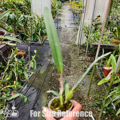 [Bare-root]C. purpurata sanguinia xsib (#12 x #1) 血紅婆婆 [Nov Special Preorder]