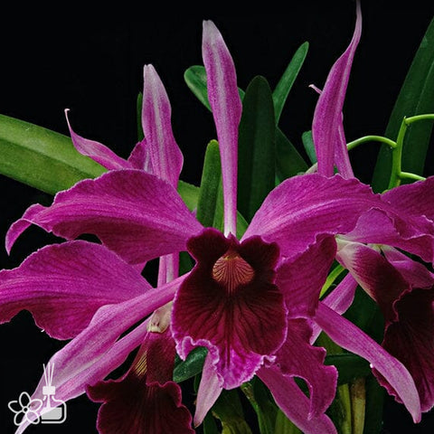 [Bare-root]C. purpurata sanguinia xsib (#12 x #1) 血紅婆婆 [Nov Special Preorder]