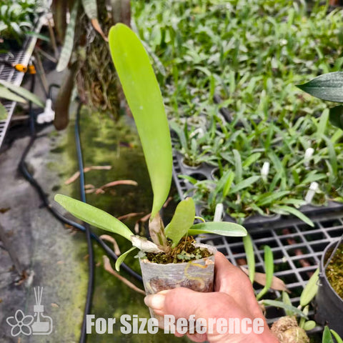 [Bare-root]C. schroederae 舒羅 'ameciana'[Nov Special Preorder]