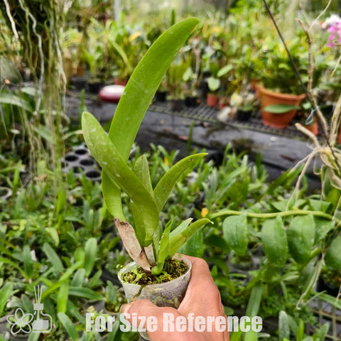 [Bare-root]C schroederae 舒羅 'concolor CH #1 X Copacabana' [Nov Special Preorder]