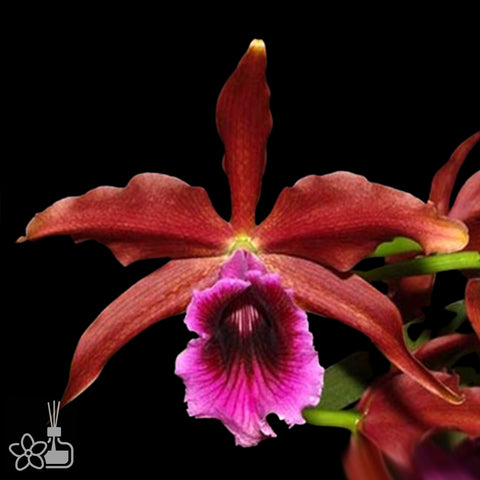 [Bare-root]C. tenebrosa rubra '20215-11' x self [Nov Special Preorder]