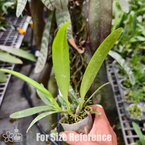 [Bare-root] C. mossiae tipo 莫西 'CH#3 x pink square' [Nov Special Preorder]