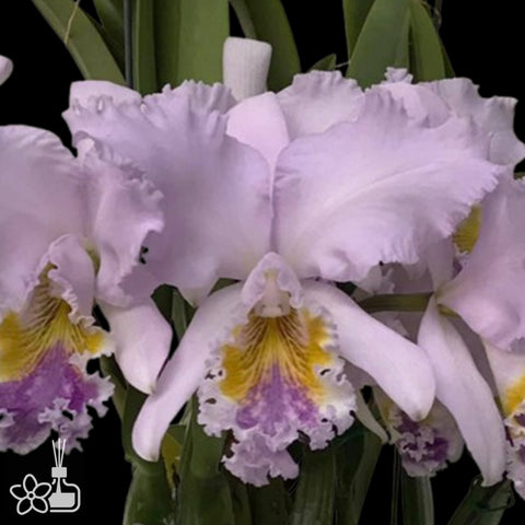 [Bare-root]C. mossiae f. coerulea 'Royal Blue Star' x self 藍摩西‘皇家藍星’ [Nov Special Preorder] [Nov Special Preorder]