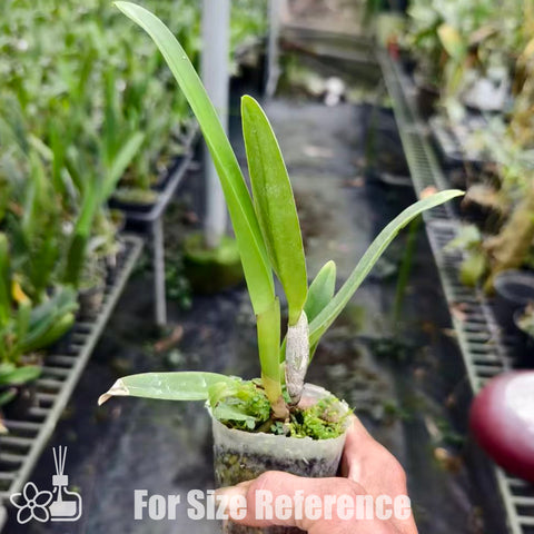 [Bare-root]C. mossiae f. coerulea 'Royal Blue Star' x self 藍摩西‘皇家藍星’ [Nov Special Preorder] [Nov Special Preorder]
