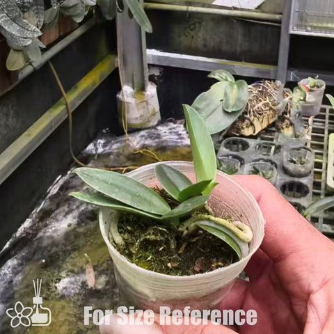 [Bare-root]C. maxima ruba 'Dark Star' 深紅馬 [Nov Special Preorder]
