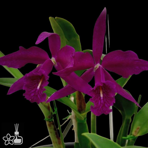 [Bare-root]C. maxima ruba 'Dark Star' 深紅馬 [Nov Special Preorder]