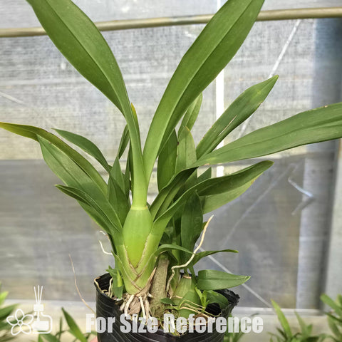 [Bare-root]Oncidium Elena 愛琳娜 [Nov in stock]