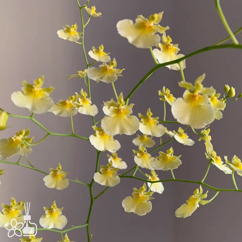 [Bare-root]Oncidium Elena 愛琳娜 [Nov in stock]