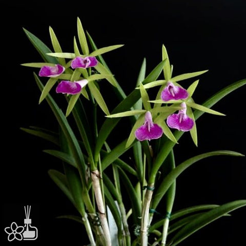 [Bare-root] Bc. Gulfshore's Beauty 'Green Gem' 綠寶石 [Nov in stock]