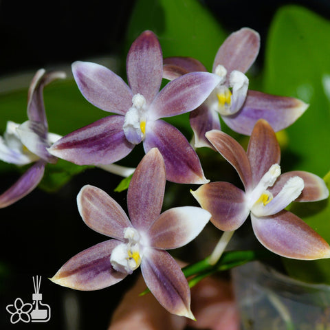 [Bare-root]Phal. speciosa ‘Y23’  咖啡盾 ‘Y23’ [Nov in stock]