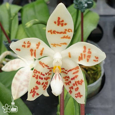 [Bare-root] Phal. zebrina × sib 斑紋蝴蝶[Nov in stock]