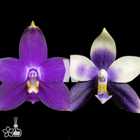 [Bare-root]Phal. Smiley Bluebird x Jennifer Palermo [Nov in stock]