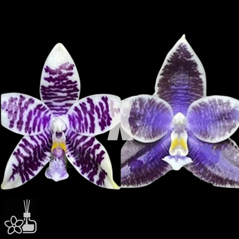 [Bare-root]Phal. Mainshow Blue Sparrow x Phal. LL Blue Leopard [Nov in stock]