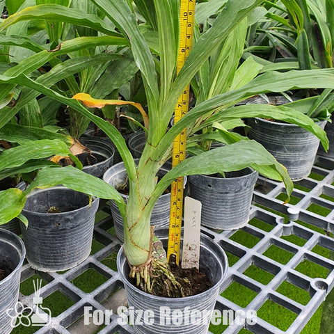 [Pseudobulb] Ctsm. Orchidglade 花林 [Nov Preorder]