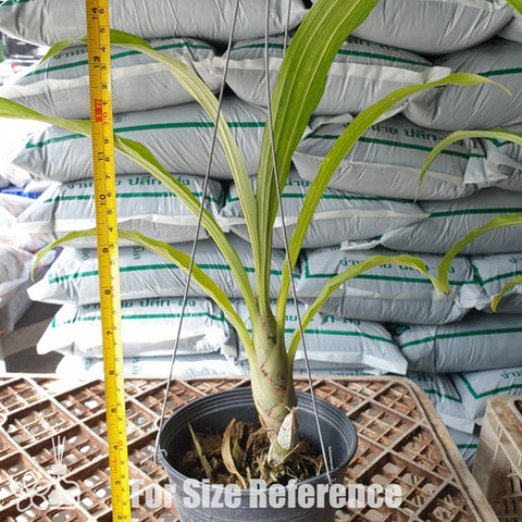 [Pseudobulb]  FDK. Desert Tenor 沙漠之音 [Nov Preorder]