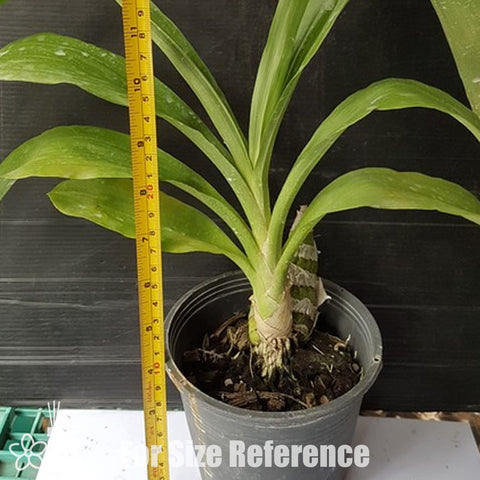 [Pseudobulb] FDK. After Dark 'Sunset Valley Orchid' 日落谷 [Nov Preorder]